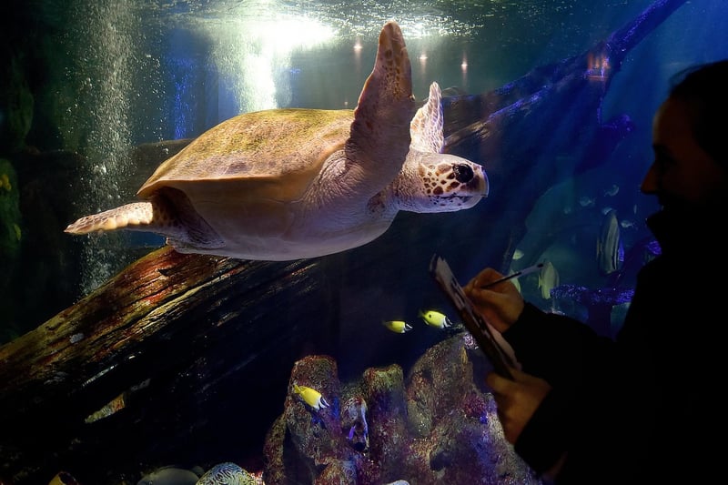 Antiopi is the resident Loggerhead Turtle - she was rescued from the Greek island of Zakynthos where she had suffered head injuries from a boat propeller.