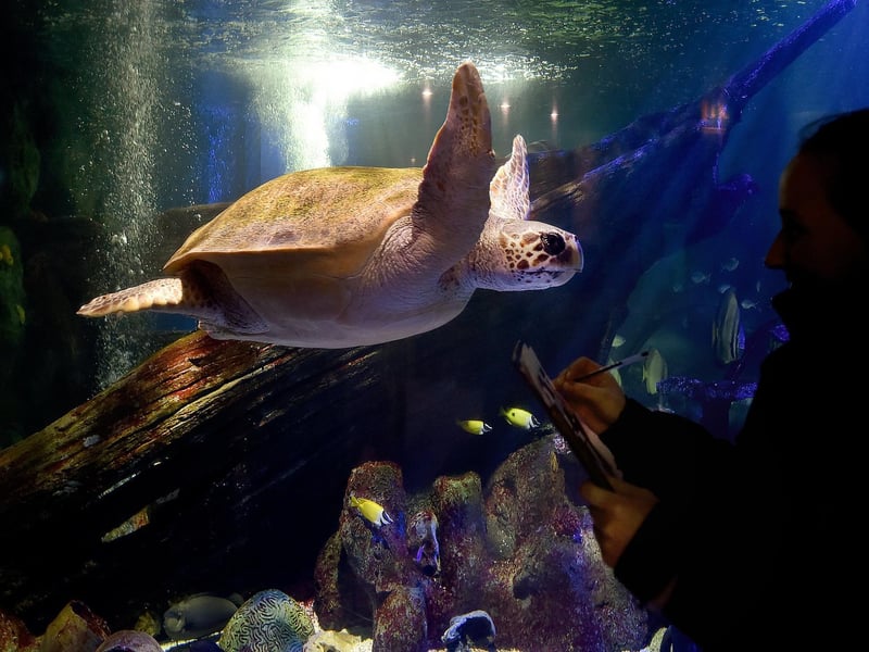 Antiopi is the resident Loggerhead Turtle - she was rescued from the Greek island of Zakynthos where she had suffered head injuries from a boat propeller.