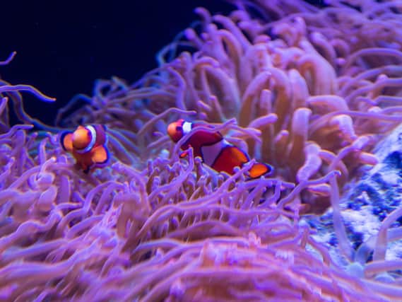 A pair of Common Clown Fish