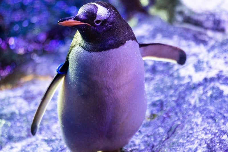 An adorable Gentoo Penguin, waiting to be fed.