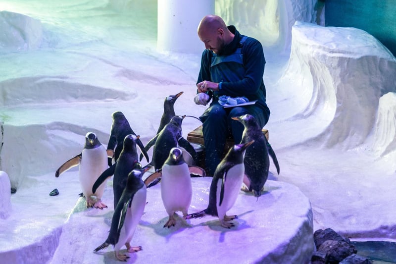 Gentoo Penguins, waiting to be feed by Lloyd Wilkinson, Senior Aquarist and Penguin Keeper at The Deep.