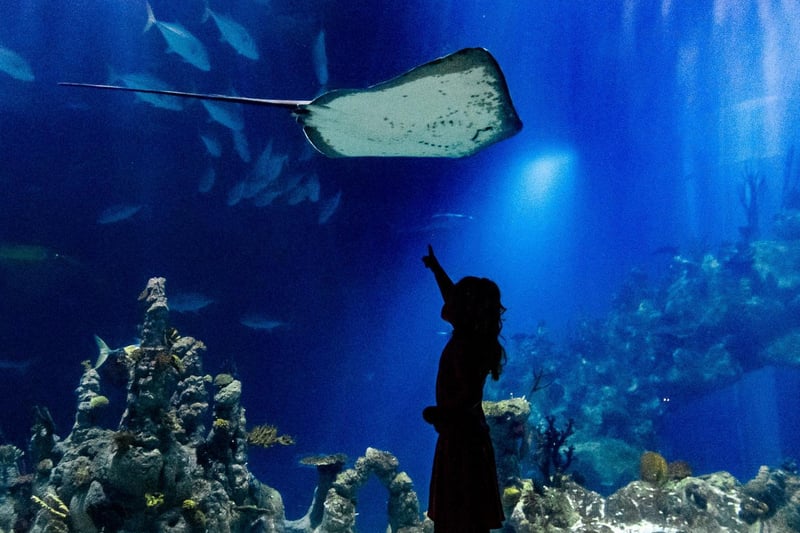 Bobby Shepherd, aged 3, of Northallerton, North Yorkshire, looking up as a Stingray passes overhead in the main aquarium.