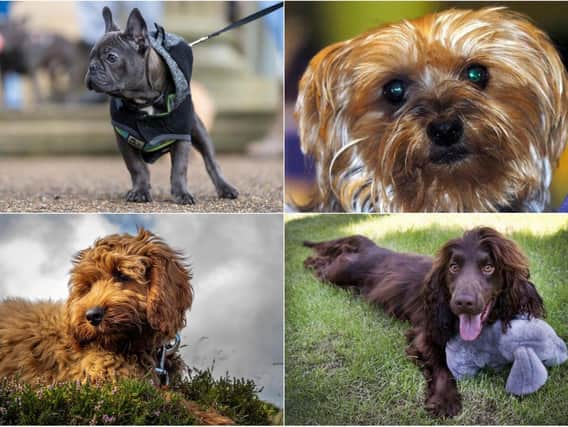 These are the dog breeds most stolen in Leeds according to police figures