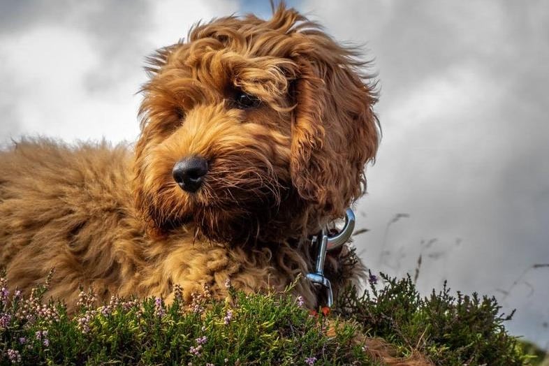 A Cockapoo was amongst other breeds which saw one dog stolen in Leeds between January 2020 and May 2021, according to police figures.

(photo: Shutterstock)