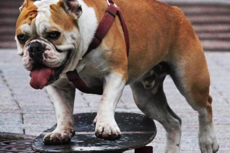 A Bulldog was amongst other breeds which saw one dog stolen in Leeds between January 2020 and May 2021, according to police figures.