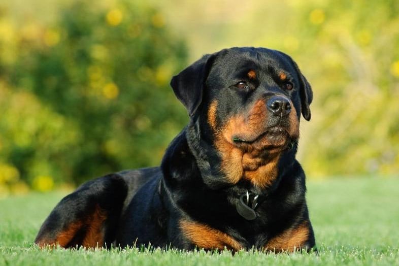 A Rottweiler was amongst other breeds which saw one dog stolen in Leeds between January 2020 and May 2021, according to police figures.

(photo: Shutterstock)