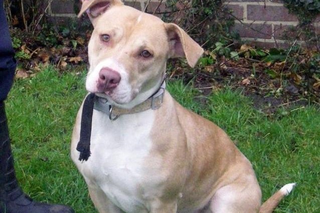 Three Staffordshire Bull Terriers were stolen in Leeds between January 2020 and May 2021, according to police figures.