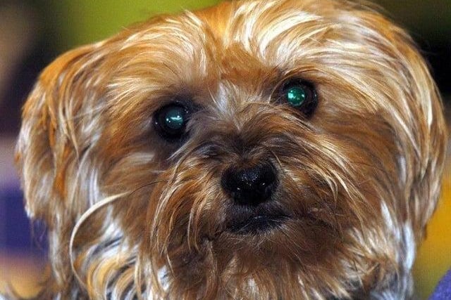 Three Yorkshire Terriers were stolen in Leeds between January 2020 and May 2021, according to police figures.