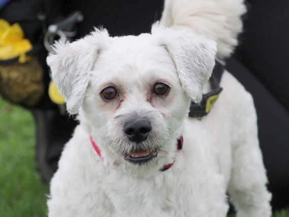 Bails is a sweet little five-year-old Bichon Frise. He is wonderful company, but you must let him get to know you before getting too hands on. He is very shy and can get worried by new people and situations. This means that he needs a very slow settling in period where he will be allowed to come round in his own time. If you take things slowly with him, he will eventually show his true character, which is a very affectionate and playful little dog. He enjoys his training and knows most basic tasks. He is making progress but must be the only pet in his home. Bails needs a very specific home due to his nervousness of unfamiliar people. He is very worried by children and has shown this in his previous home, so he needs an adult only home with no visiting kids. Very few visitors generally and none at all during his settling in period. A busy or noisy location will make him very anxious, so his home needs to be in a peaceful area with immediate access to quiet walking areas.