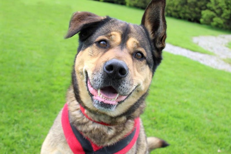 Five-year-old Pippa is a very friendly girl who greets everyone with a waggy tail. She would suit a family with older children 16 and over who are around most of the time as she isn't used to being left for long. Pippa will need a large enclosed garden with good sized fencing so she can exercise off lead and burn off some energy. She can be strong to walk out and about and may lunge out at passing dogs so a less doggy populated area would suit her best for walks. Pippa's kidneys are slightly smaller than they should be so she needs to be fed a specific renal diet. She loves her soft toys and will need to be the only pet so she can lap up all the attention for herself.
