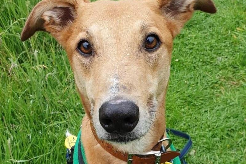 Jake is a very handsome six year old Lurcher. He is one of life's worriers though. He can be shy when he first meets you, but he's easily won over if you've got a few treats in your pocket! Once he knows you he is the softest lad you could meet. He just loves cuddling up with you and is so affectionate. He likes his walks and he also loves lounging on a sofa, a good walk somewhere quiet will keep him happy. He's manageable around other dogs but he doesn't like them in his personal space however he is happy to wear a muzzle out and about. Jake doesn't like being left on his own so he'll need his owners around all the time initially. He'll need to be the only pet in an adult only home where there will be no visiting children at all. He'll also need a good sized secure garden. Most importantly though, he needs owners who will share their sofa with him and who enjoy LOTS of cuddles! Jake will need multiple visits to get to know him before he is ready to fly the nest.