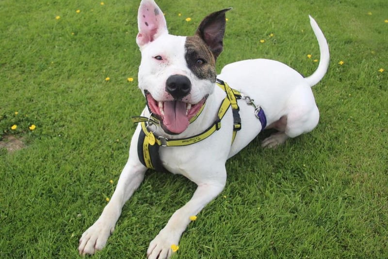 Jeremy is friendly with everyone he meets- humans and dogs alike. He's had an unsettled time recently which has left him a little anxious. This usually manifests itself with him getting a little too giddy, but in confident hands he is easily brought back to focus. He is very affectionate, walks lovely on lead and is a really fun chap to be around. He's happy to travel short distances on the back seat of a car (he doesn't like the boot) so will enjoy days out with his new family. His big Staffy smile is contagious. Jeremy will need very active owners with plenty of patience and bags of passion for training. He's doing great with his training plan. He'll be fine with children over 16 due to his exuberant character. He'll need to be the only pet for now, but since he is dog friendly another doggy companion might be able to be introduced further down the line. He cannot be left alone yet so will need someone around all the time until he's fully settled.