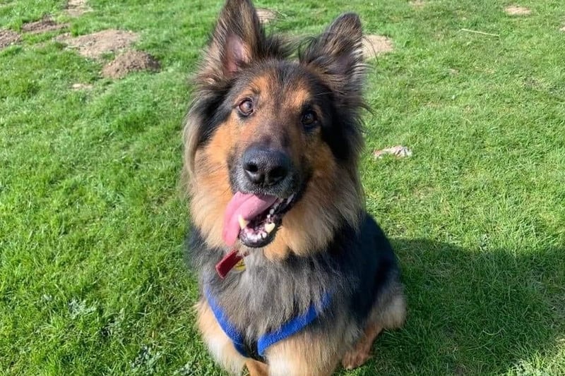 Six-year-old Stanley is a big strong boy looking for an active home. He will need to be the only pet in the home. Stanley likes to know where his owners are and will need a home where his family are at home with him during the day. Stanley is looking for a quiet home with no neighbouring dogs and quiet walks available locally. He should be fine living with children aged 15 years upwards. Stanley travels well and would enjoy finding new quiet walks to explore. He is a smart boy and is looking for a family that enjoys training. Stanley will make an incredibly fun addition to the home.