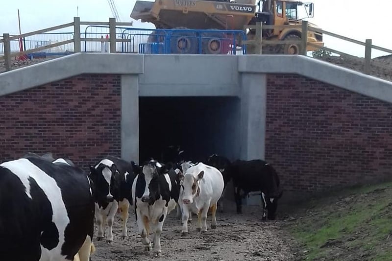 The cattle creep is now complete and is proving popular with the cows at Earl's Farm, off Sidgreaves Lane in Lea. It provides access to the farm for moving cattle and is located under part of the new Cottam Link Road. Total length of the Cattle Creep is 38.27m, with a width of 3.7m and height of 3.8m.