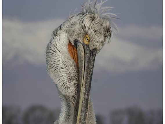 Dalmation Pelican by Bev Clough