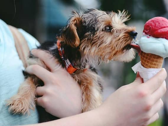 The top dog-friendly places to eat across Lancashire