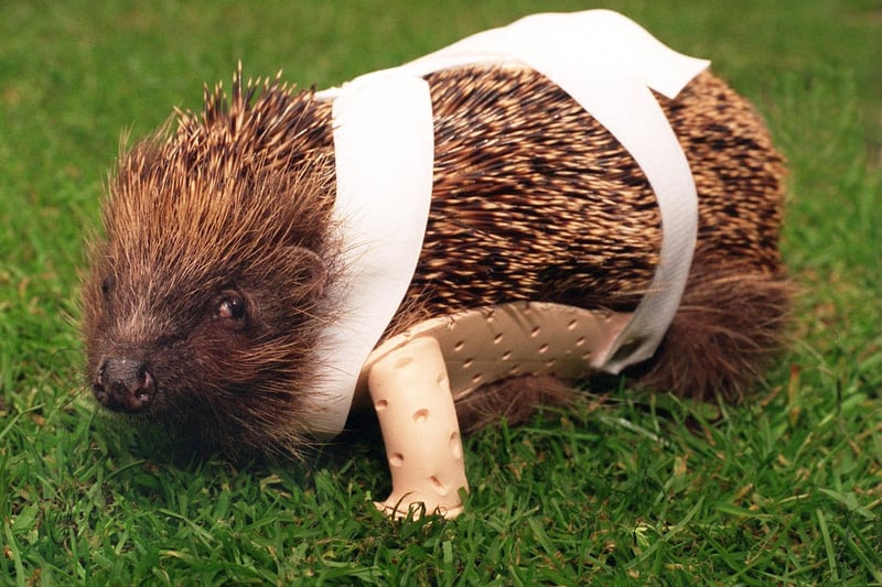 Ouzle the hedgehog tries out his artificial leg at Dewsbury's Hog Hospital in May 1996.