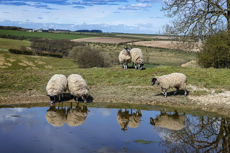 Sheep reflected in a dew pond near Thixendale on the Yorkshire Wolds Way.