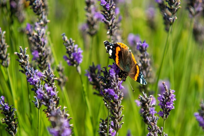 A butterfly amongst the Lavender at Wolds Way Lavender near Malton.