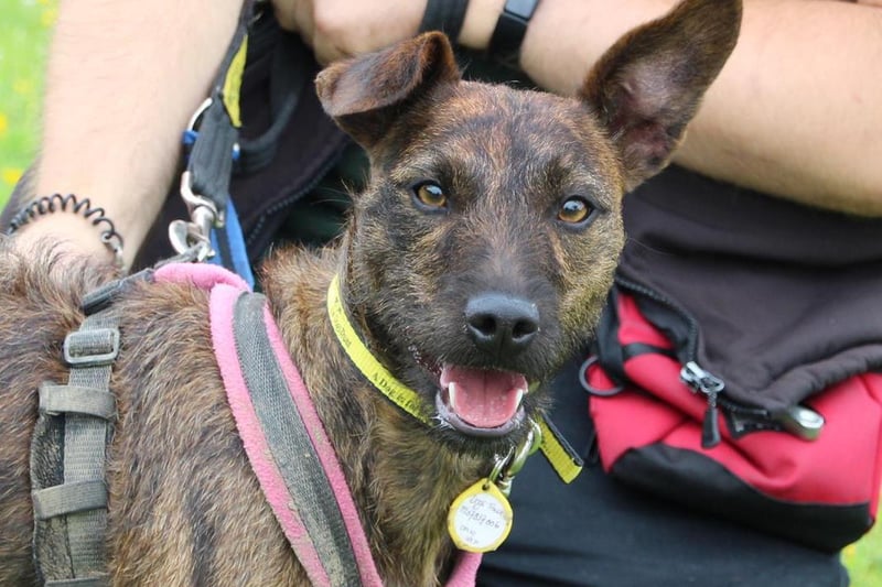 Coco (18 months) is a fun and active girl looking for owners who can match her energy levels. She would benefit from some training classes to stimulate her brain as well as her paws and to help her to focus. Coco has a very high prey drive and will chase other animals so must be kept on lead out and about. She will need a fully enclosed garden with high fencing so she has an off lead area to run around in. Coco is not used to being on her own and will need owners around all the time initially. She is friendly with dogs out and about but will need to be the only pet in the home. Children 15 and over should be fine. Coco is a typical terrier and has many terrier traits such as critter hunting and chasing small furries. She seems to prefer females to males so her new owners must be prepared to visit her a few times if there are males in the home to ensure she is fully comfortable before going home.