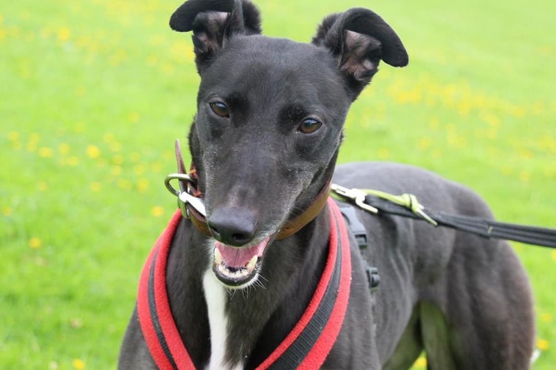 Four-year-old Pippa is a very friendly ex racing Greyhound who loves to meet new people. She is a fussy affectionate girl who likes to play with teddies and has a really sweet nature. Pippa should be fine with children aged 12 and over. Pippa may not have lived in a house before so will need an enclosed garden with high fencing for house training and crazy 40 mph zoomies. Pippa does have a prey drive and may chase small furry animals but like must ex racers she is happy to wear a muzzle out and about. Pippa is okay around dogs as long as they are aren't too OTT or in her face. She would prefer not to share the sofa with another dog in the home though or any other furry pets. Pippa is prone to counter surfing so any unattended food is fair game in her eyes.