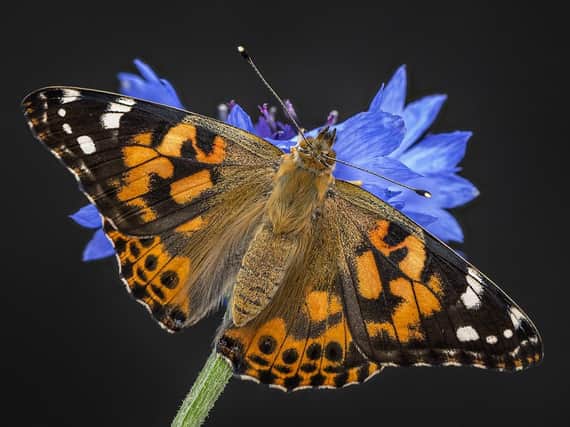 Painted Lady by Paul Harrison
