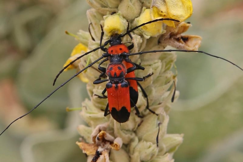 Longhorn Beetles Mating by Paul Ketton