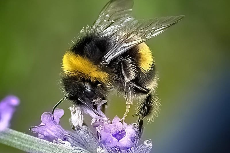 Bee and Lavender by Colin McGregor