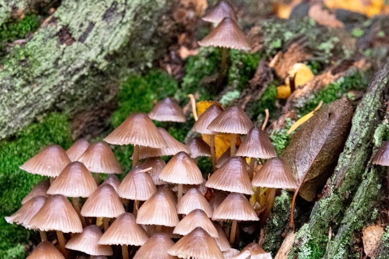 Brown Hat Fungi Cluster by Samantha Eva