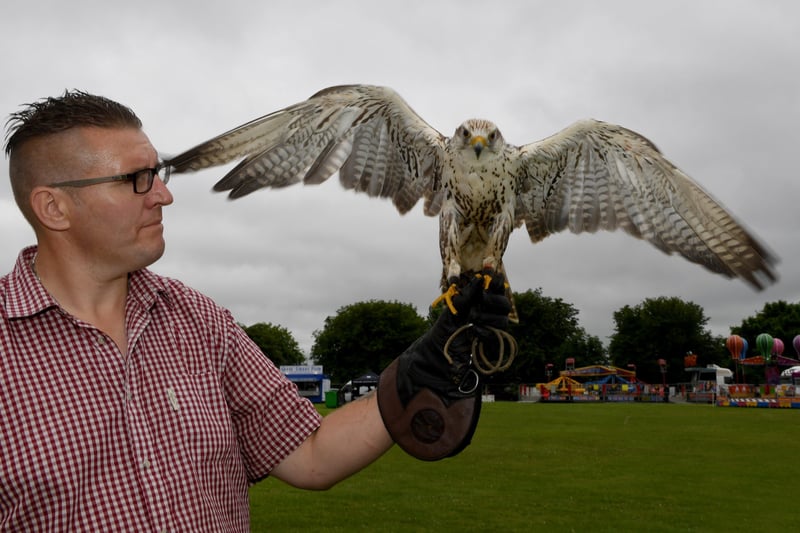 26th June 2021
Harrogate Food and Drink Festival.
Pictured Exotic Joe of Joe's Owl Encounters and Exotic Mobile Zoo with a Saker Falcon
Picture Gerard Binks