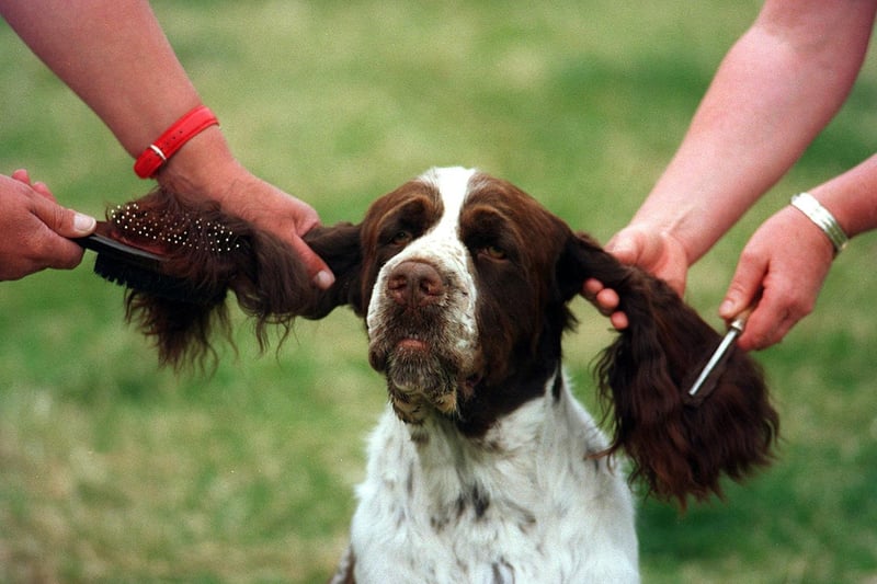 Harewood House hosted the Leeds Championship Dog Show. Pictured is English Springer Spaniel Ben getting pampered before his performance.
