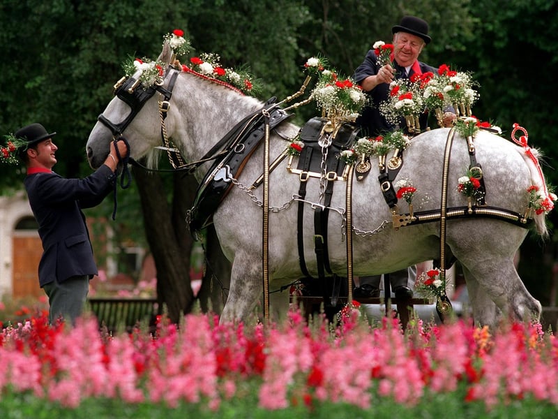 Charles, the Tetley's Shire horse was representing Leeds in Bloom by reviving an old tradition of horse dressing. He is helped by Tetley's groomers Mark Lees, left, and Geoff Swann at Park Square.