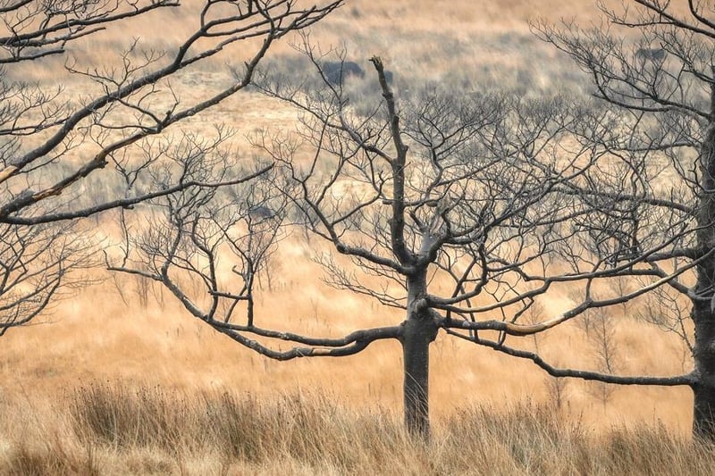 Saddleworth Moor trees by Michael Jenkinson