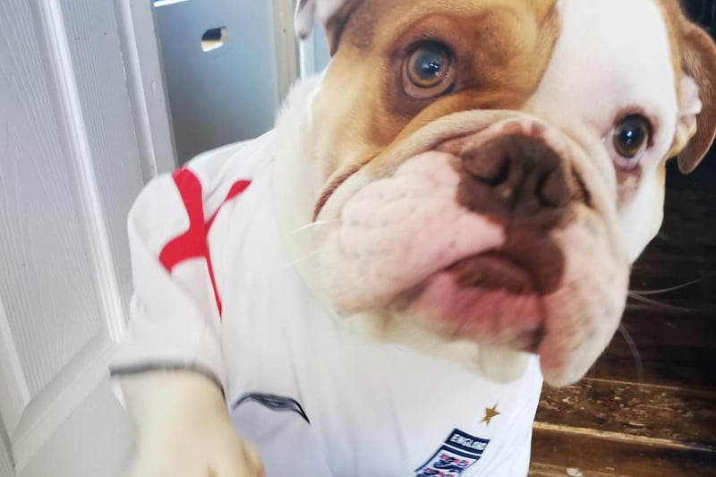 "Good luck lads bring it home. Thor is shaking a paw for you guys." - Picture from Clare Morris