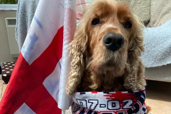 "From a canine (Kane 9) follower, Radley! Good luck England, give them Italians a woof time and win Euro 2020!" Picture from Andy Dearden