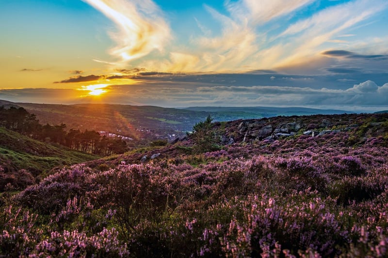 The sun settiing over Ilkley Moor which is covered with purple flowering heather.
