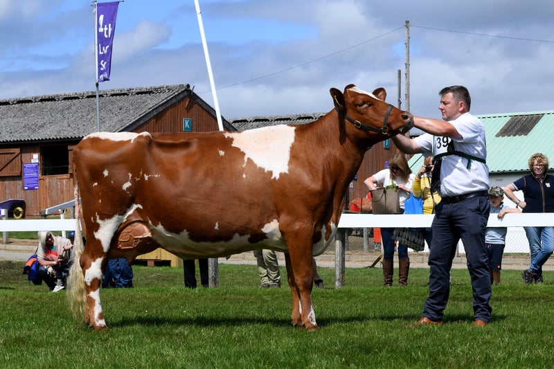 The Great Yorkshire Show Day 1....Ian Collins from Dewsbury with his Supreme Champion Dairy Shorthorn, called Churchroyd Bronte Wildeyes..13th July 2021..