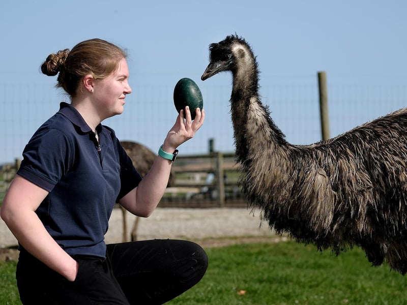 Over the past ten years Playdale has expanded into much more than just a farm. Not only is there the barn to meet the animals, visitors can also play on a sledge run, zip wire, pedal go-kart track, play area, and sand pit.