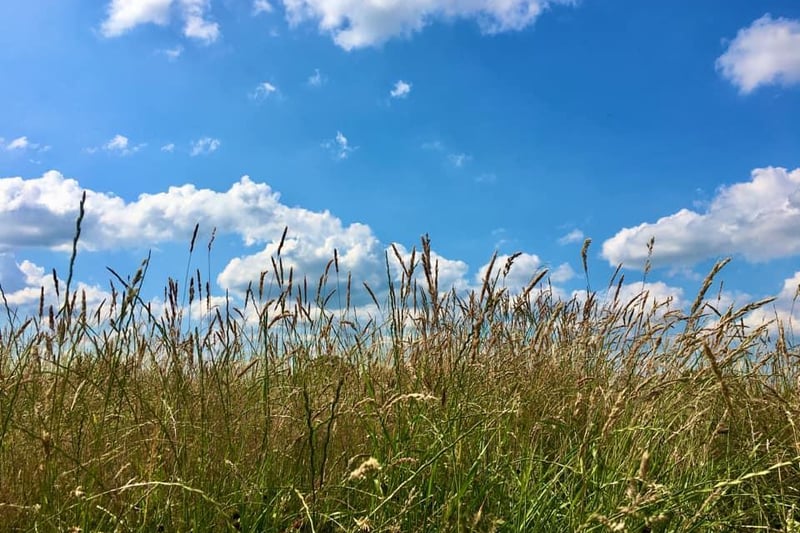 Rebecca Watkiss captured the bright colours of a sunny day while out at Pontefract Park.