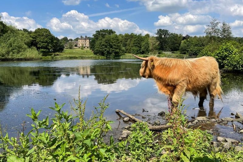 Holly Elizabeth spotted a perfect opportunity to photograph one of the Highland Cows at the Yorkshire Sculpture Park cooling off in the lower lake.