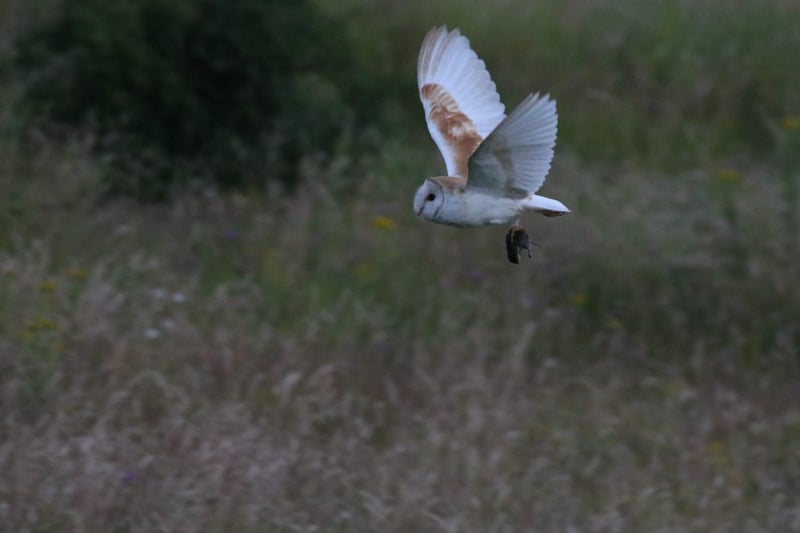 It was all about timing for Sean Patrick Boyle, as he snapped this shot of an owl heading home with its dinner.