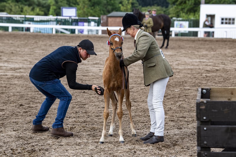 14 July 2021.....   Great Yorkshire Show Day 2 Wednesday.
A foal prepared ready for the coloured youngstock classes. Picture Tony Johnson