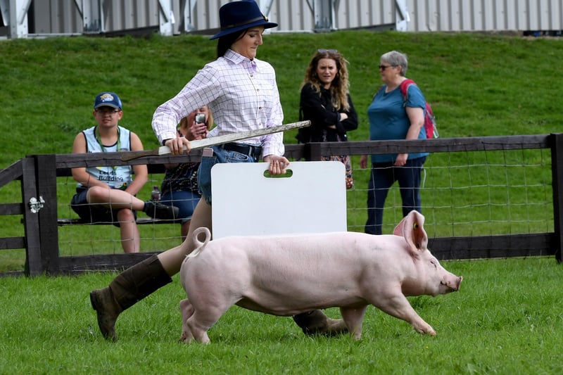 Great Yorkshire Show Day 2. Young Pig Handler Ellie Essex pictured with femle Dorset pig named Francie.14th July 2021..