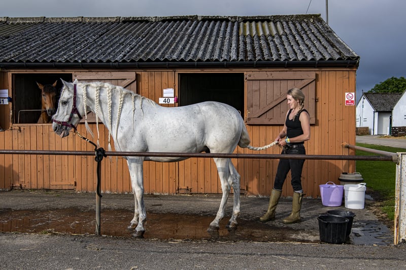 14 July 2021.....   Great Yorkshire Show Day 2 Wednesday.
Sam Rozenbroek prepares Avelon from Atkinson Action Horses to perform in themain ring on day 2.. Picture Tony Johnson