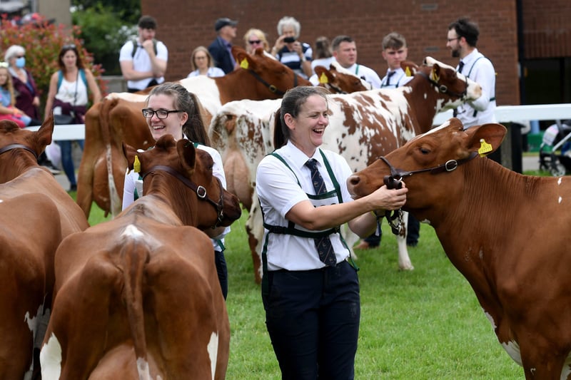 The Great Yorkshire Show Day 1..Laughs and smiles in Dairy Shorthorn parade.13th July 2021..