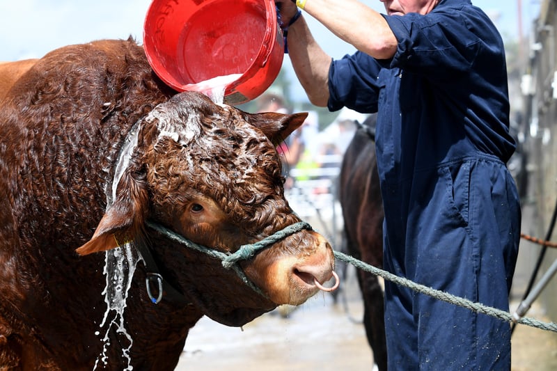The Great Yorkshire Show Day 1..A Limousin Cow is washed down at the show13th July 2021..
