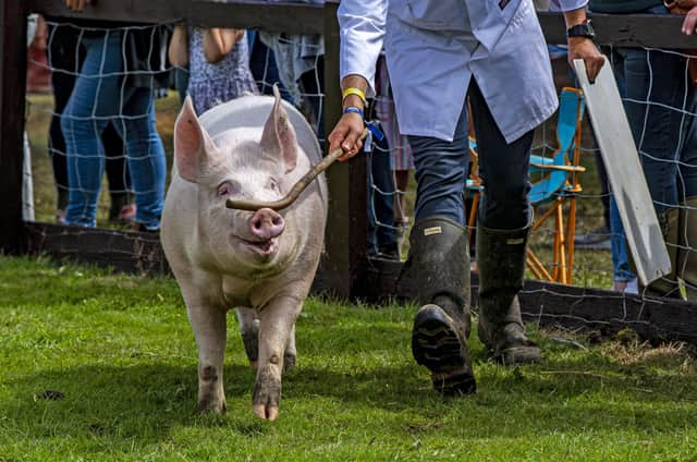 13 July 2021.....   Great Yorkshire Show Day 1 Tuesday.
A competitor in the pig ring for judging.  Picture Tony Johnson