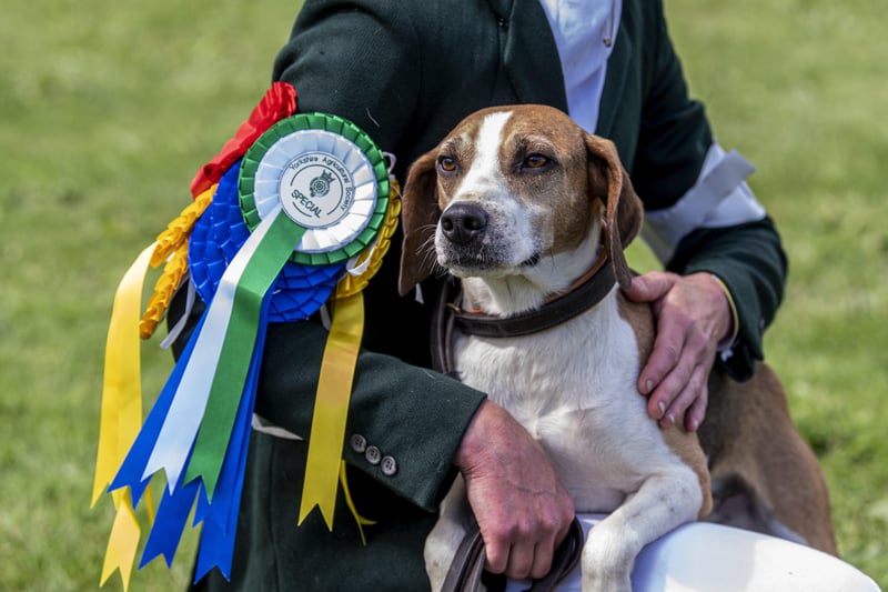 13 July 2021.....   Great Yorkshire Show Day 1 Tuesday.
A competitor with an armfull of rosettes from the first day of the show competing with her beagles.  . Picture Tony Johnson