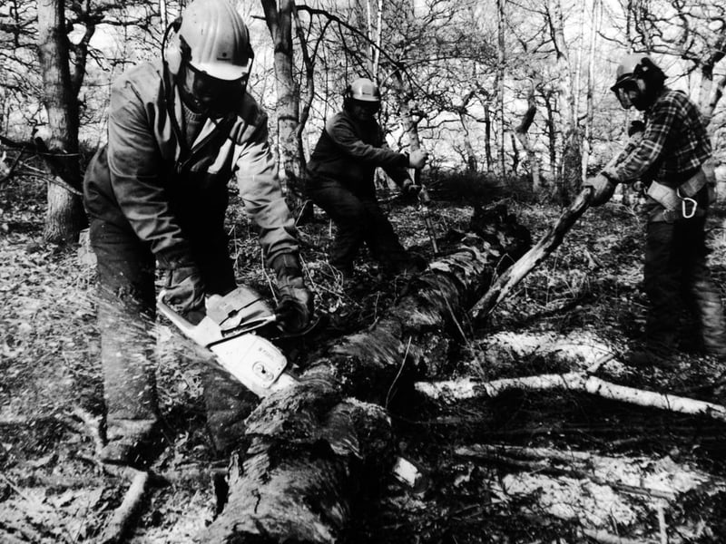 Mainly oak and birch were being thinned at Middleton Woods in February 1994 to create a Forest of Leeds, with 50,000 saplings bound for Middleton, Belle Isle, Temple Newsam, Hunslet and Woodlesford.