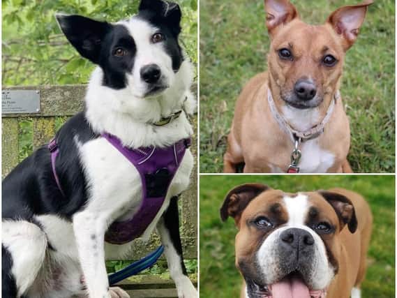 Dogs Trust Leeds are looking for people who can give these dogs their forever home.